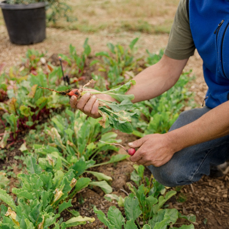 Blanchet Farm Box